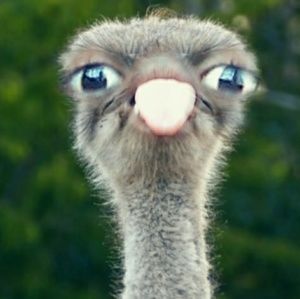 Meet your Posher, Riyah